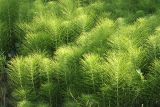 Equisetum telmateia. Заросли на каменистом берегу близ ручья. Черноморское побережье Кавказа, Геленджикский р-н, севернее пос. Кабардинка, у мыса Пенай. 12 июня 2013 г.