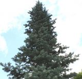 Abies lasiocarpa. Верхняя часть кроны взрослого дерева. Германия, г. Дюссельдорф, Ботанический сад университета. 14.08.2013.