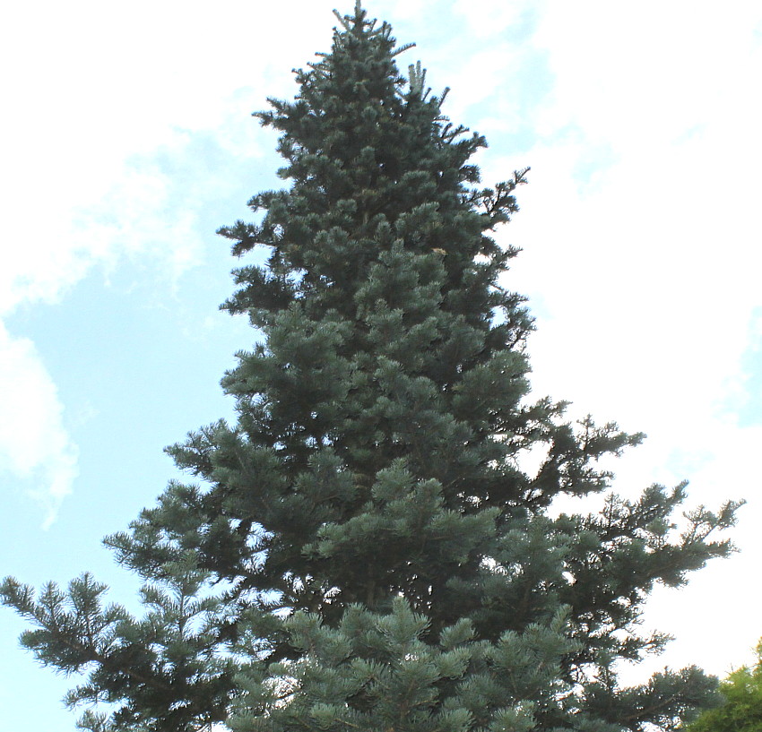 Изображение особи Abies lasiocarpa.