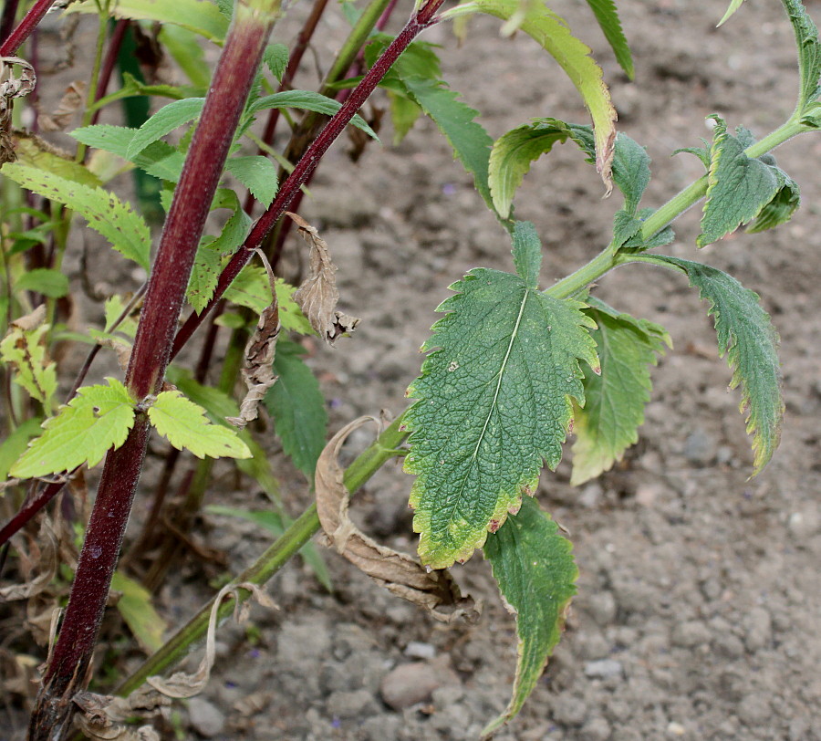 Изображение особи Verbena hastata.