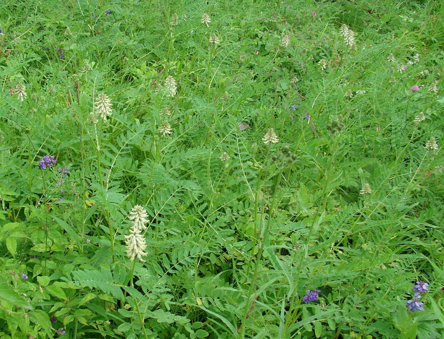 Image of Astragalus uliginosus specimen.