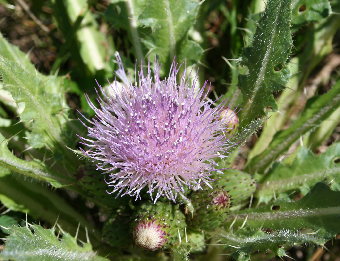 Изображение особи Cirsium esculentum.