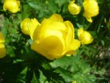 Trollius europaeus. Цветок. Ярославская обл., Гаврилов-Ямский р-н, сырая луговина. 24 мая 2012 г.