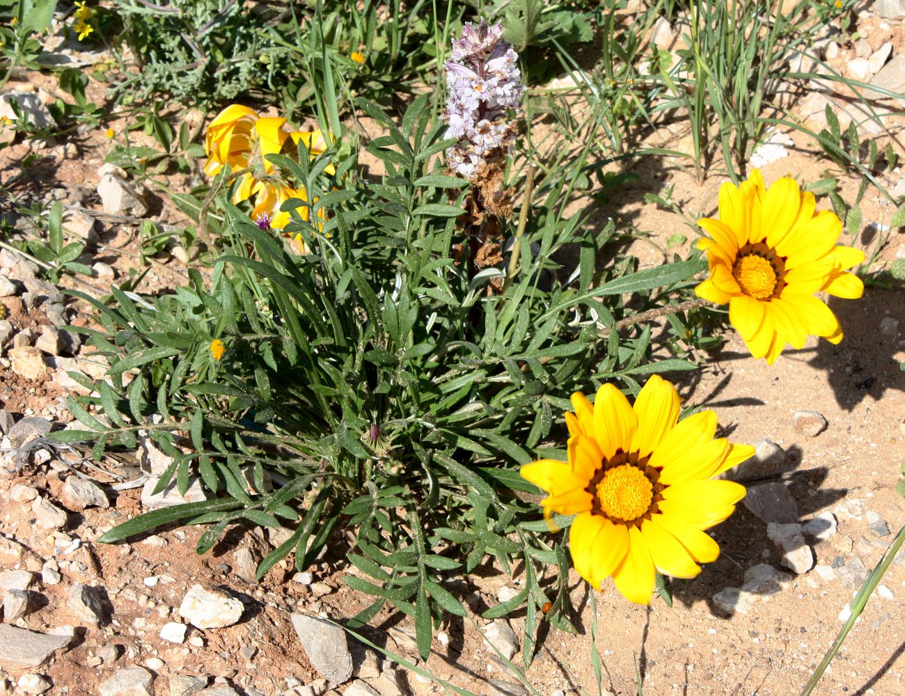 Image of genus Gazania specimen.