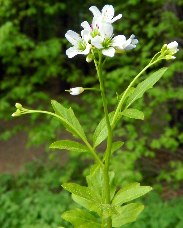 Сердечник. Cardamine Amara l.. Сердечник Горький. Сердечник мелкоцветный. Сердечник Горький растение.