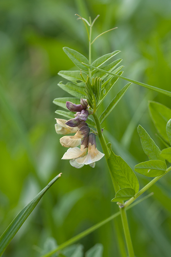 Image of Vicia sepium specimen.