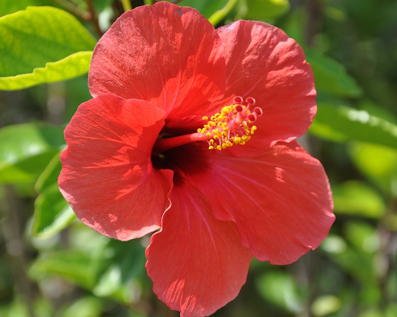 Изображение особи Hibiscus rosa-sinensis.