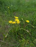 Taraxacum stenocephalum