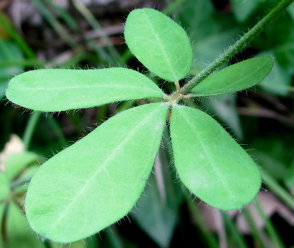 Image of Dorycnium graecum specimen.