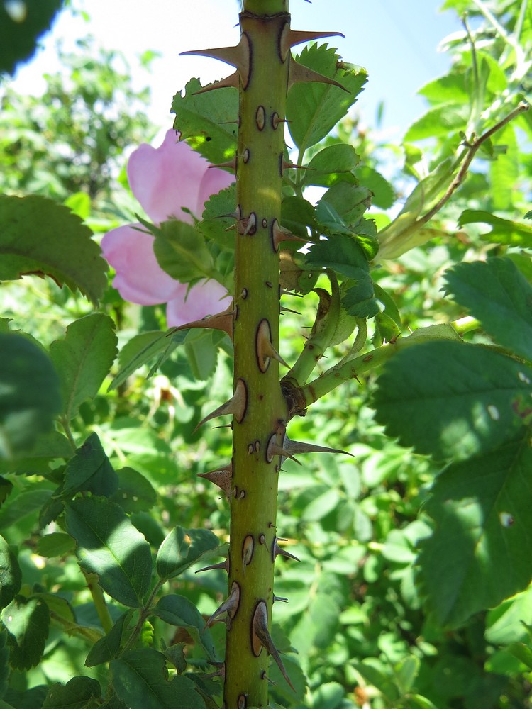 Image of Rosa laxa specimen.