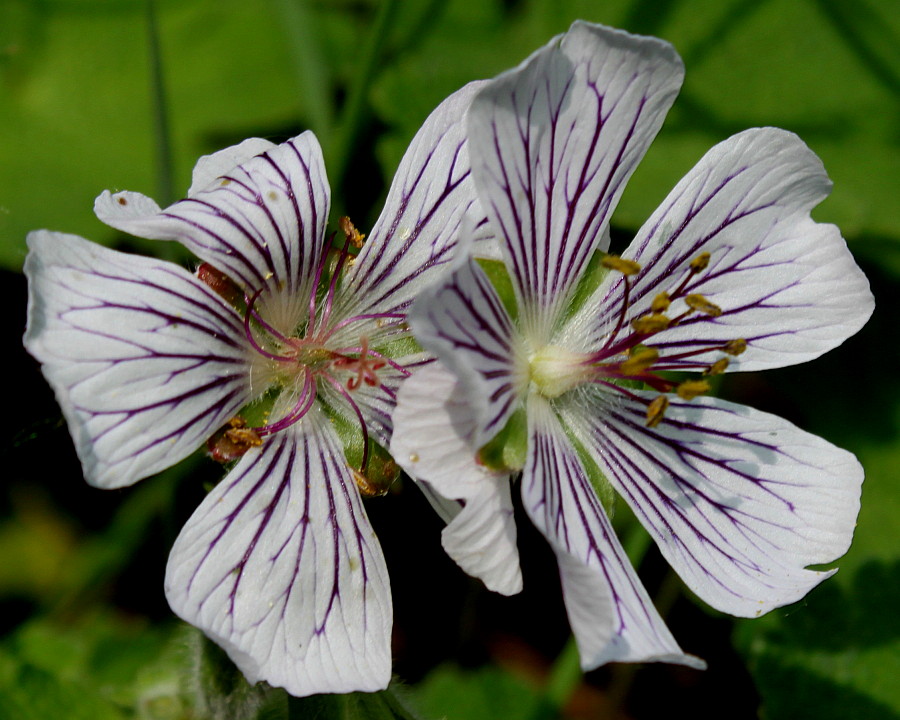 Image of Geranium renardii specimen.