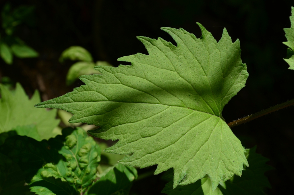 Image of Campanula trachelium specimen.