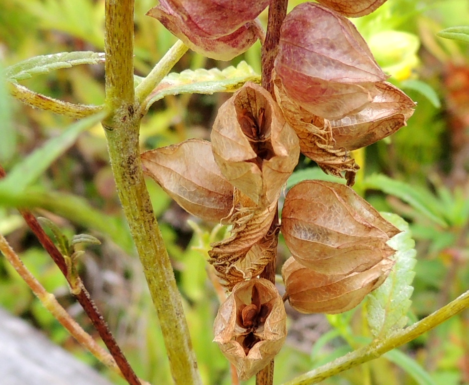 Image of genus Rhinanthus specimen.