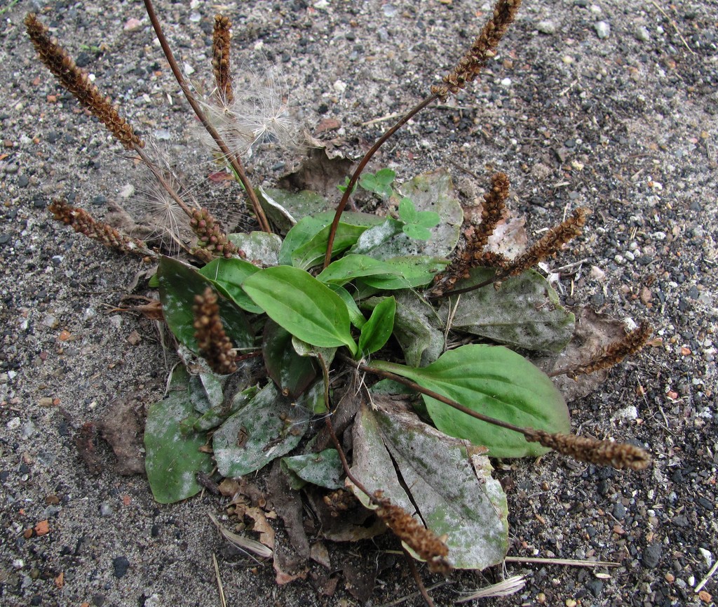 Изображение особи Plantago major.