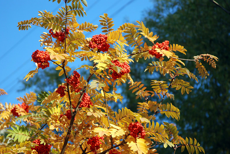 Image of Sorbus aucuparia specimen.