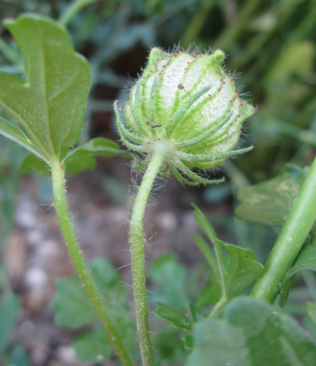 Image of Hibiscus trionum specimen.