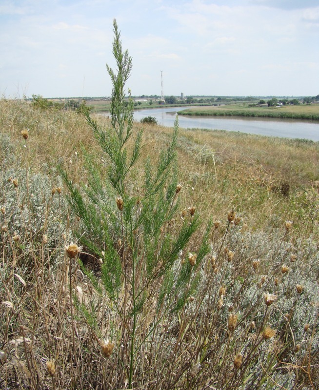 Image of Asparagus officinalis specimen.