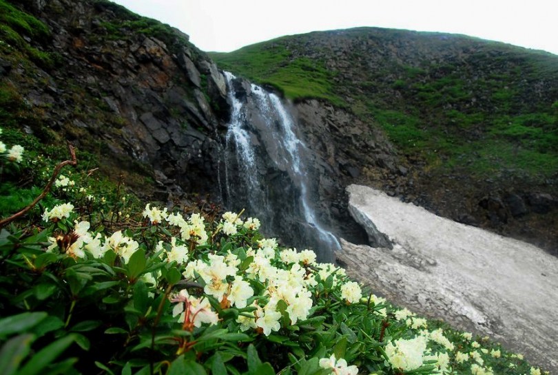 Image of Rhododendron aureum specimen.