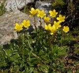 Saxifraga hirculus. Цветущее растение. Тянь-Шань, хр. Илейский (Заилийский) Алатау, Большое Алмаатинское ущ., Космостанция, 3200м н.у.м.