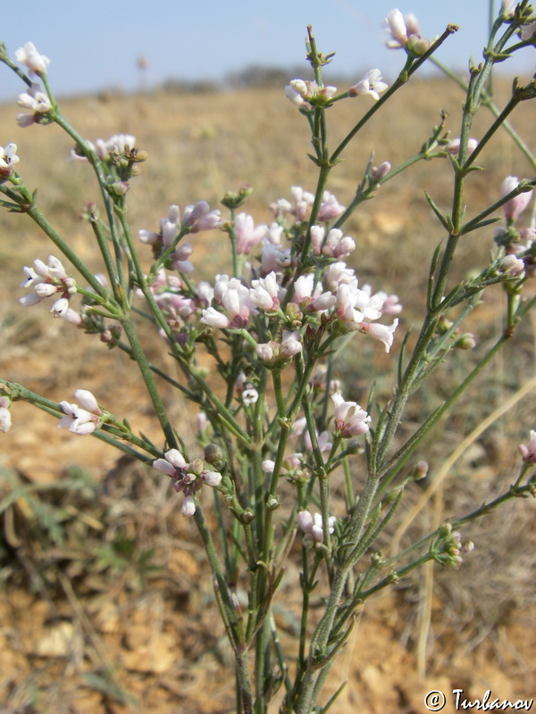 Image of genus Asperula specimen.