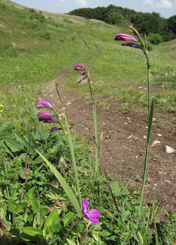 Image of Gladiolus imbricatus specimen.