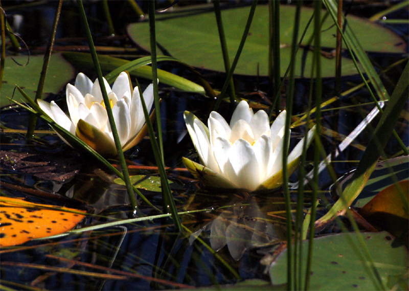 Image of Nymphaea candida specimen.