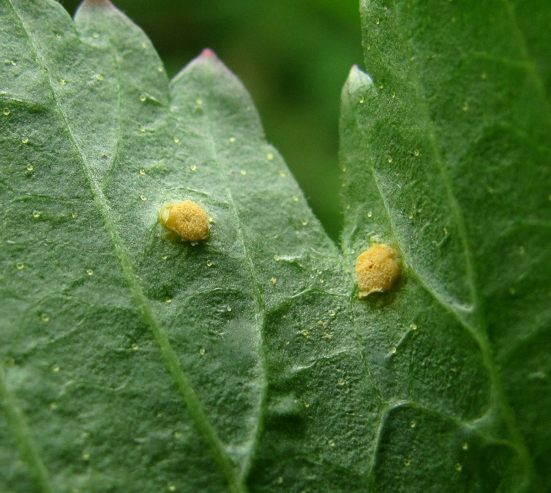 Image of Ribes nigrum specimen.