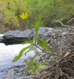 Hieracium virgultorum. Цветущее растение. Краснодарский край, м/о г. Новороссийск, гора Сахарная Голова, тенистый дубово-грабовый лес на северном склоне, у горного ручья. 04.10.2014.