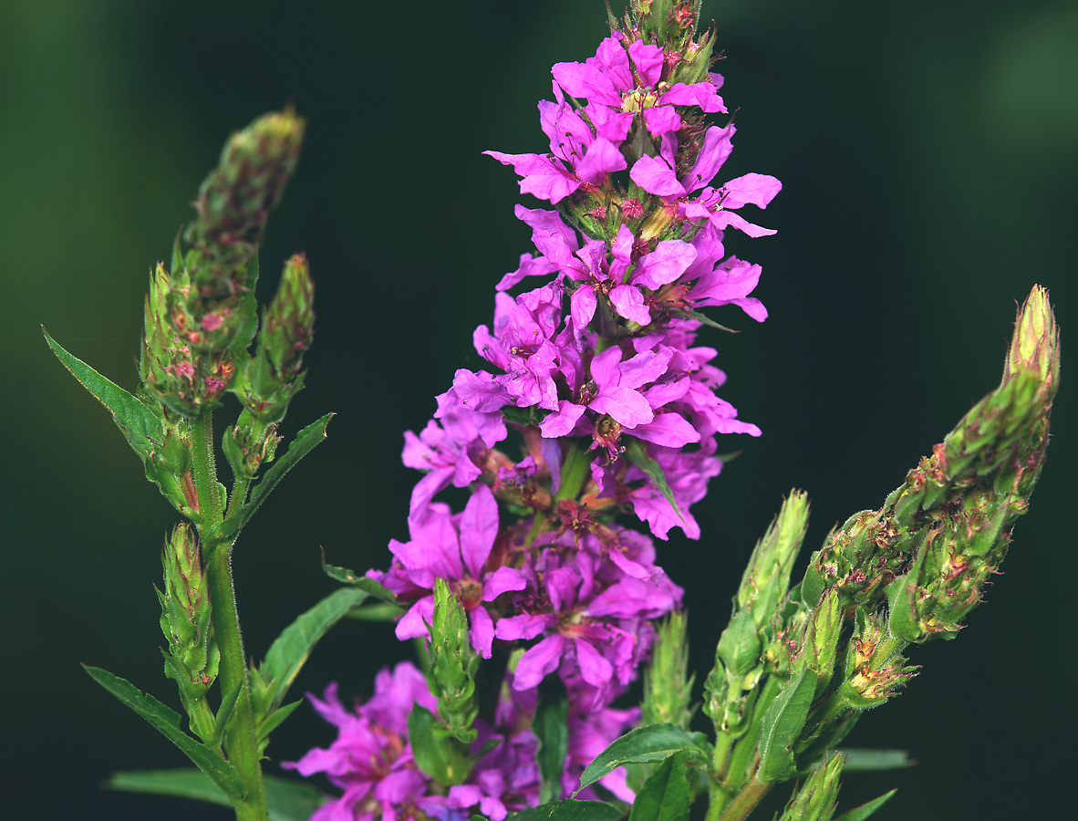 Image of Lythrum salicaria specimen.