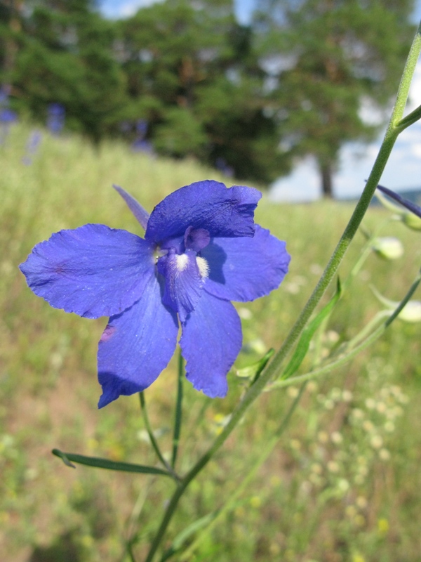 Изображение особи Delphinium grandiflorum.