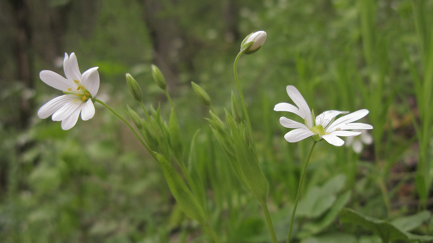 Image of Stellaria holostea specimen.