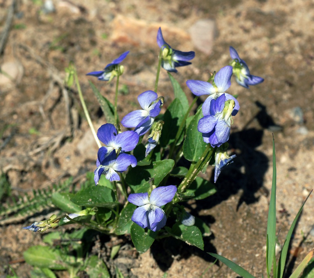 Image of Viola canina specimen.