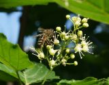 Acer tataricum. Соцветие с фуражирующей пчелой медоносной (Apis mellifera L.). Восточный Казахстан, г. Усть-Каменогорск, правый берег р. Иртыш. 20.05.2015.