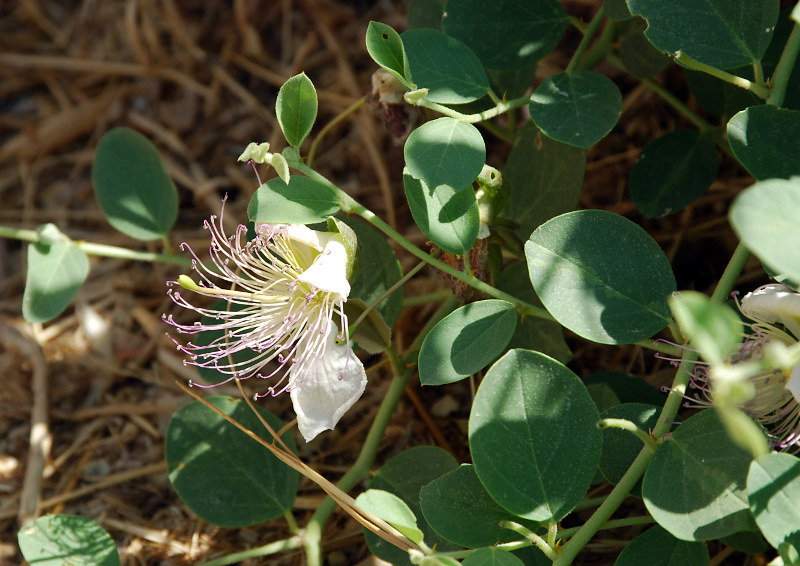 Image of Capparis herbacea specimen.