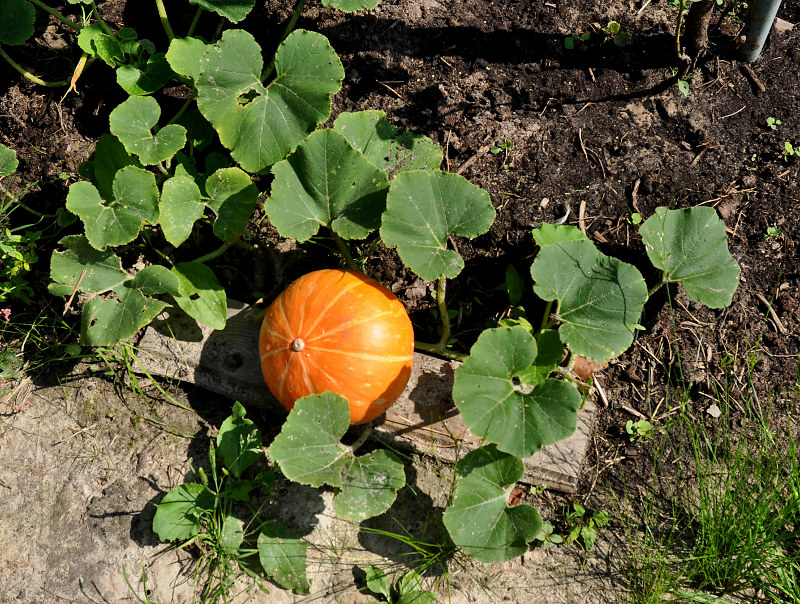 Image of Cucurbita maxima specimen.