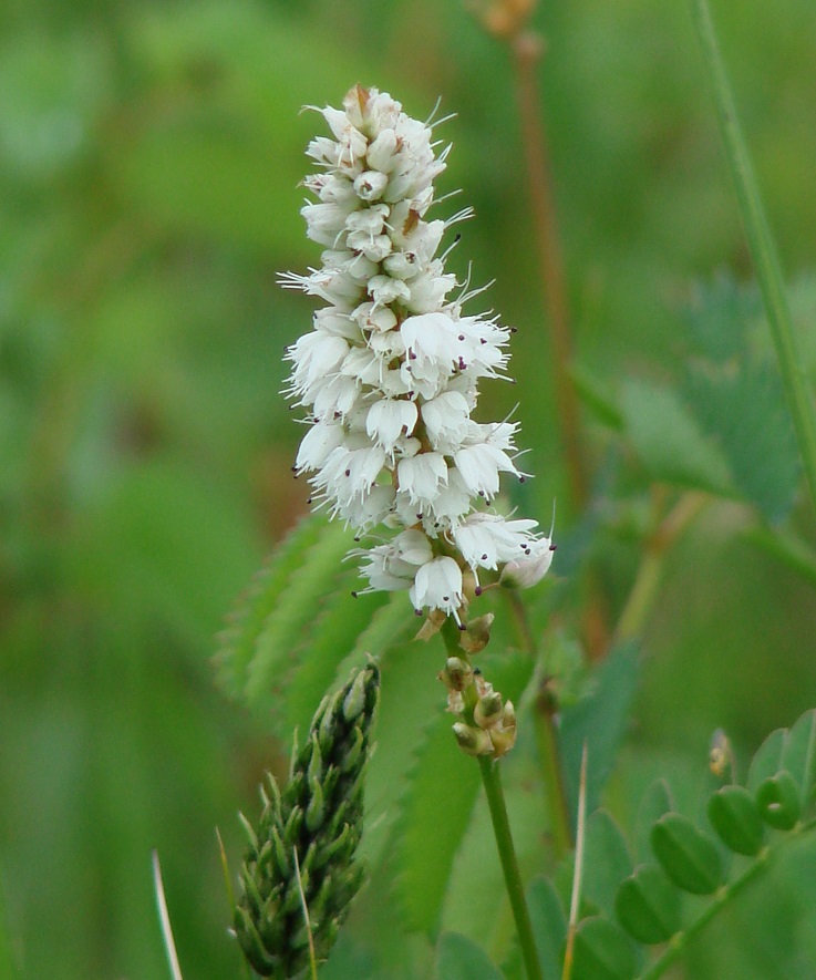 Image of Bistorta vivipara specimen.