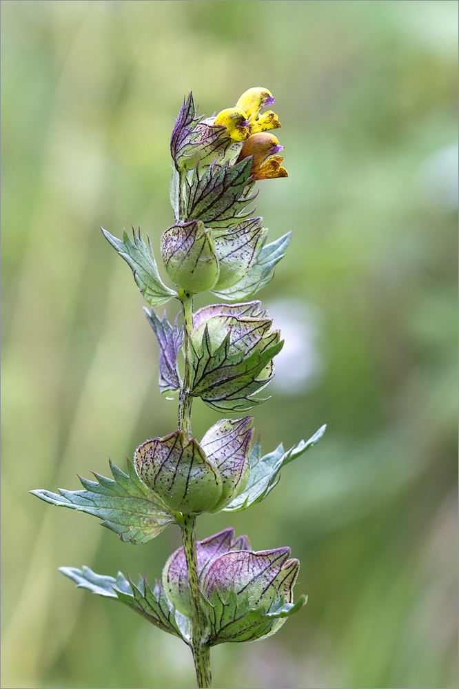 Изображение особи Rhinanthus minor.