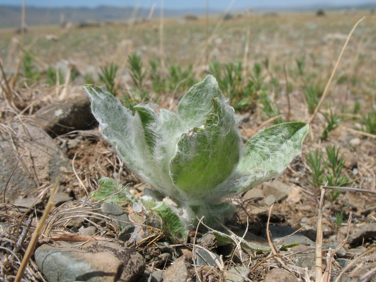 Image of Lachnophyllum gossypinum specimen.