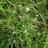 Epilobium palustre. Цветущее растение (вид сверху). Иркутская обл., Иркутский р-н, дер. Позднякова, заболоченный луг. 29.07.2014.