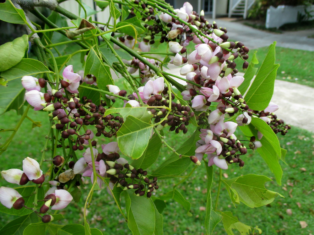 Image of Pongamia pinnata specimen.