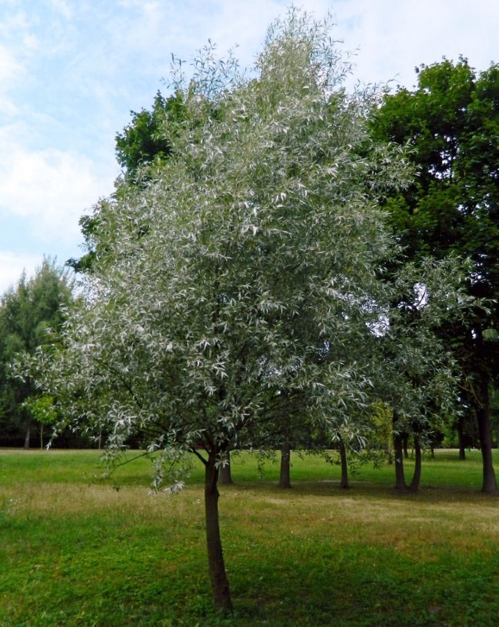 Image of Salix alba specimen.