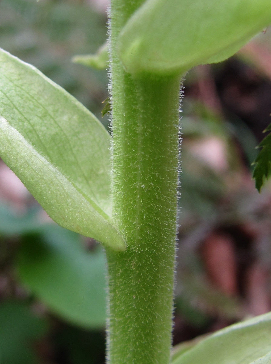 Image of Petasites albus specimen.