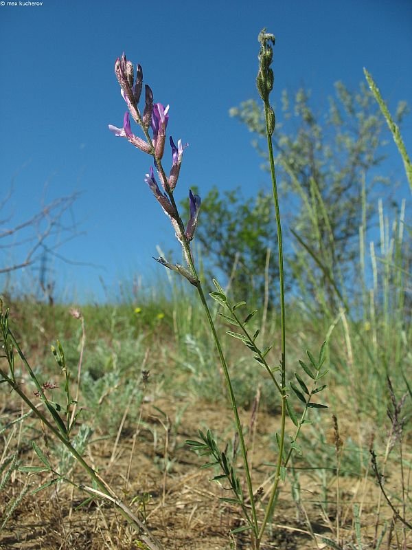 Image of Astragalus varius specimen.