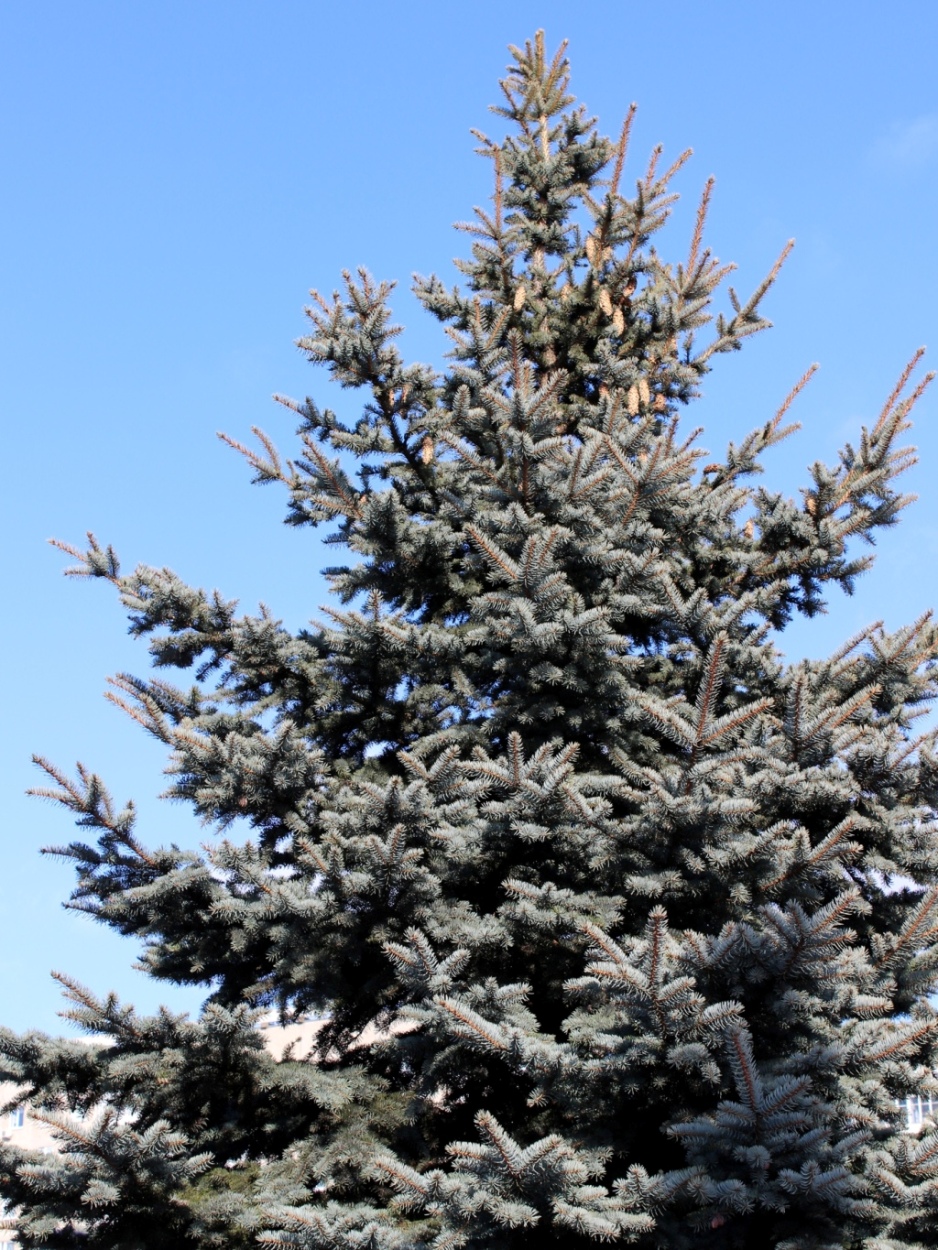 Image of Picea pungens f. glauca specimen.