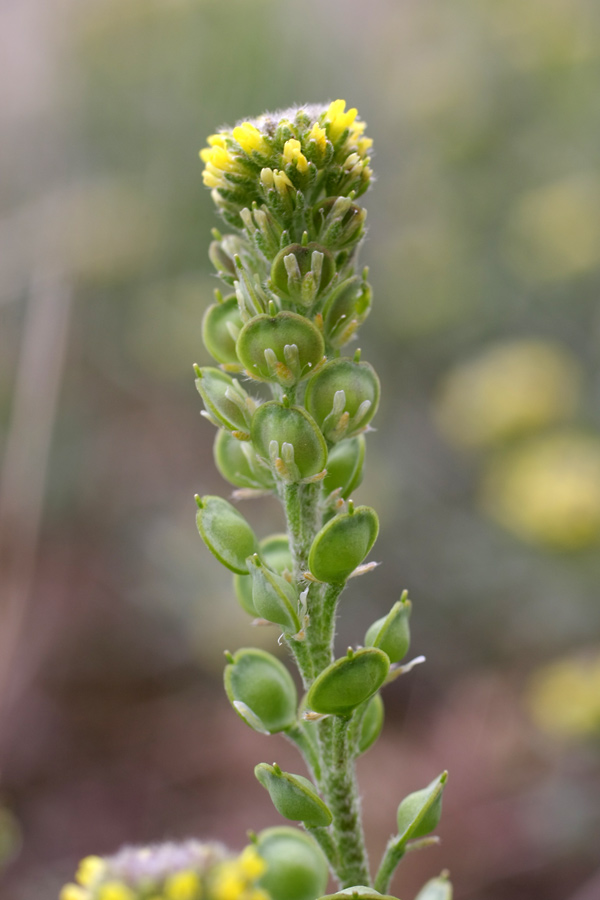 Image of Alyssum turkestanicum var. desertorum specimen.