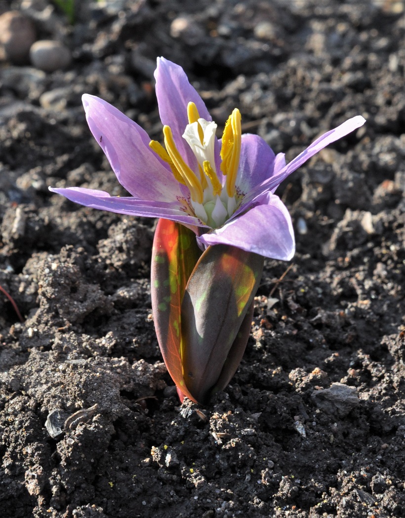 Image of Erythronium sibiricum specimen.