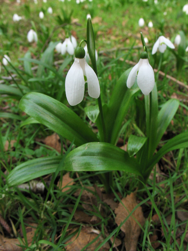 Image of Galanthus woronowii specimen.