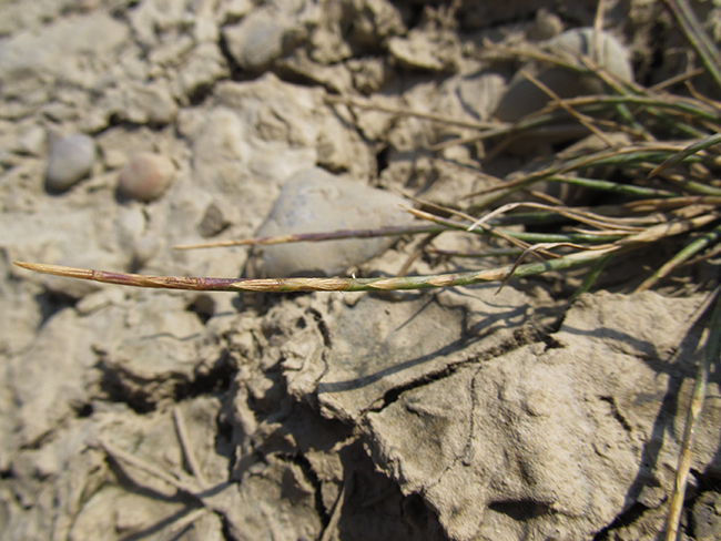 Image of Monerma cylindrica specimen.