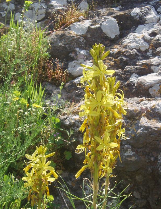 Image of Asphodeline lutea specimen.