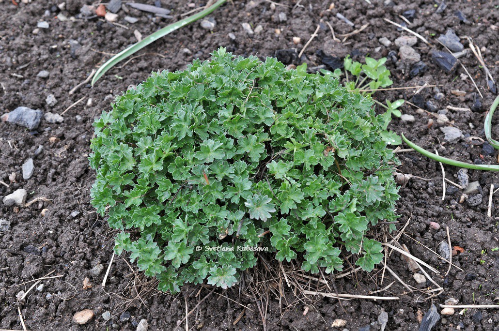 Image of Geranium cinereum specimen.